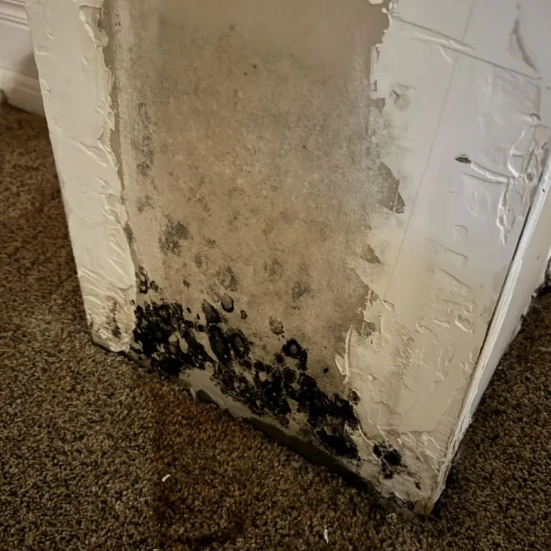 Professional Mold Removal in Hidalgo, TX